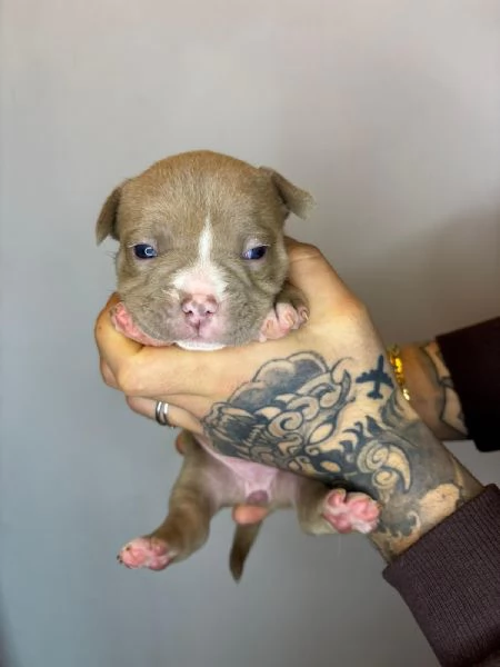 American Bully Pocket Merle | Foto 6
