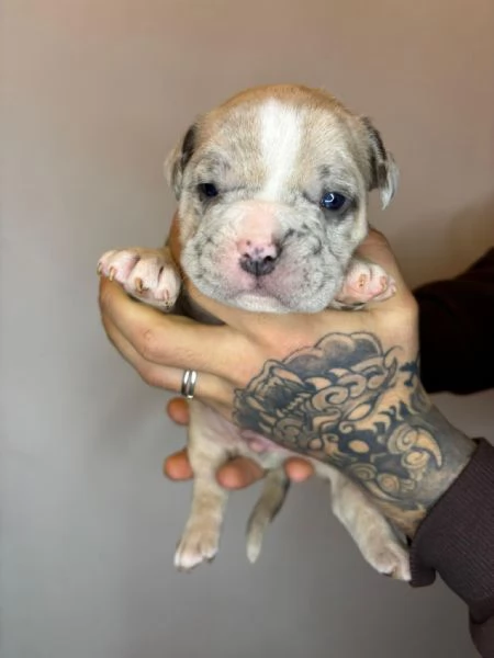 American Bully Pocket Merle | Foto 5