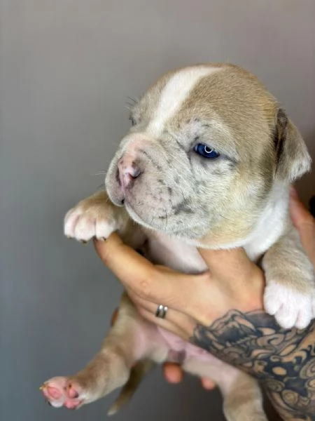 American Bully Pocket Merle | Foto 4