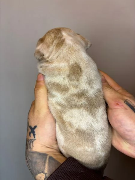American Bully Pocket Merle | Foto 3