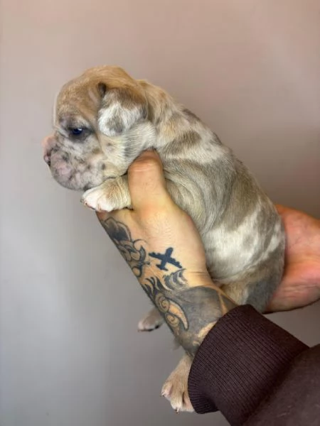 American Bully Pocket Merle | Foto 2