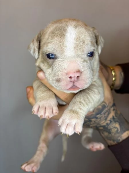 American Bully Pocket Merle
