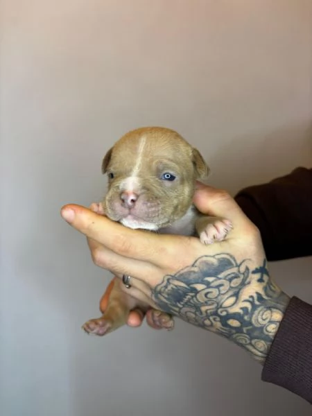 American Bully Pocket Merle | Foto 1