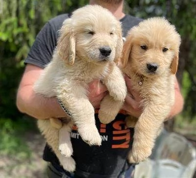 Adorabili cuccioli di Golden Retriever.