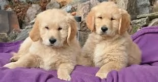 Splendidi cuccioli di Golden Retriever disponibili.