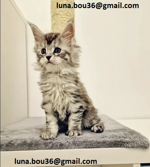 Maine coon gattino disponibile Allevatore offre parenti gattini Kitten Maine bestiame vaccinato truc