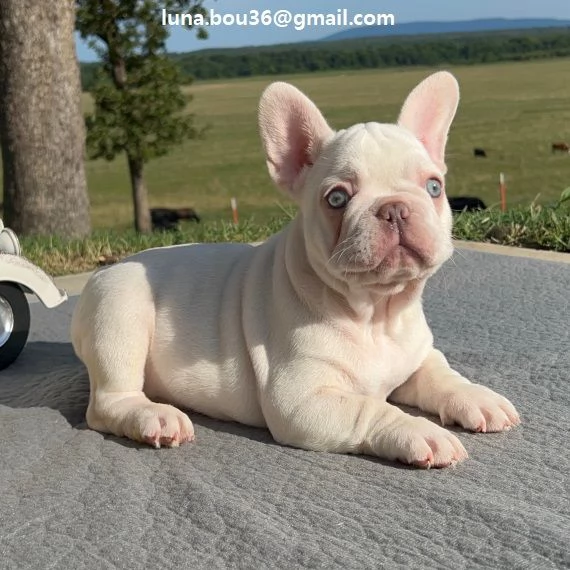 cuccioli di BULLDOG FRANCES cuccioli di BULLDOG FRANCES , ancora disponibili un maschio e una femmin