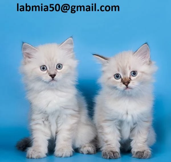 gattini siberiani in Adozione Cerchiamo famiglie amorevoli per questi splendidi gattini siberiani, d
