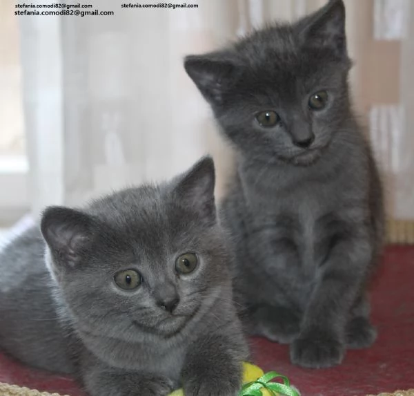 Gattini Certosini in Adozione Cerchiamo famiglie amorevoli per questi splendidi gattini certosini, d