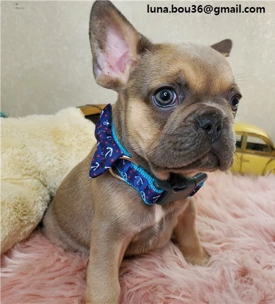 cuccioli di BULLDOG FRANCES cuccioli di BULLDOG FRANCES , ancora disponibili un maschio e una femmin