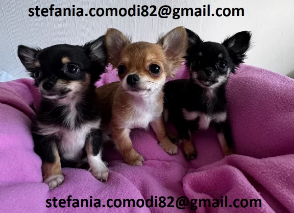 cuccioli di chihuahua Mini toy cuccioli di chihuahua mini toy  , ancora disponibili un maschio e una