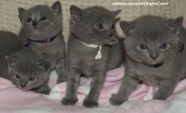 Gattini Certosini in Adozione Cerchiamo famiglie amorevoli per questi splendidi gattini certosini, d
