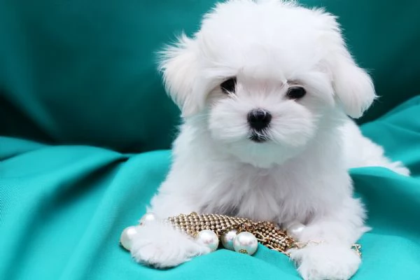 Cuccioli Maltese toy dai 3 ai 4 mesi  | Foto 0