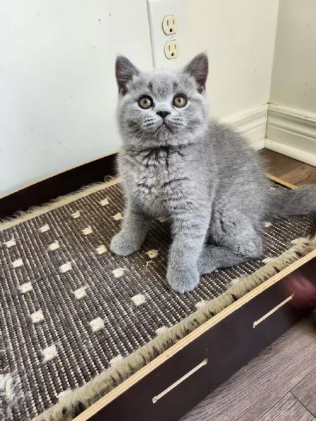 Due meravigliose British shorthair