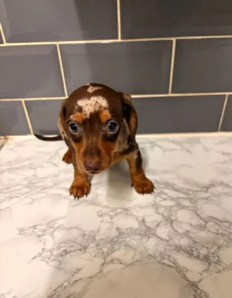 Bassotto Kaninchen Arlecchino | Foto 1