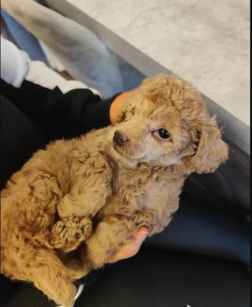 Abbiamo disponibili adorabili cuccioli di barboncino rossi e albicocca. | Foto 1