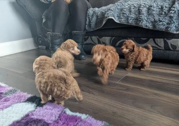 Abbiamo disponibili adorabili cuccioli di barboncino rossi e albicocca. | Foto 0