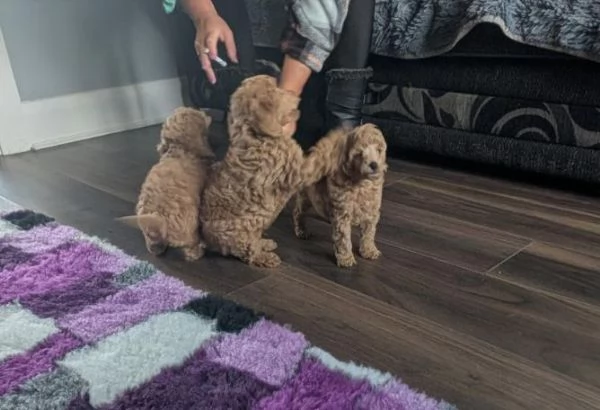 Abbiamo disponibili adorabili cuccioli di barboncino rossi e albicocca.