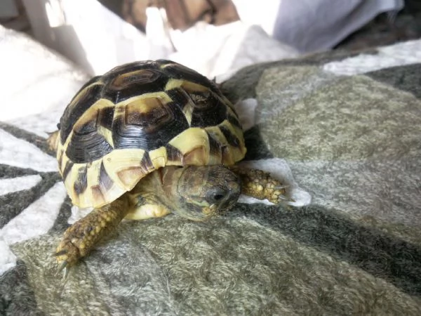 Tartarughe di terra