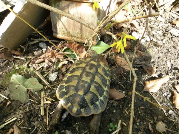 Tartarughe di terra | Foto 1