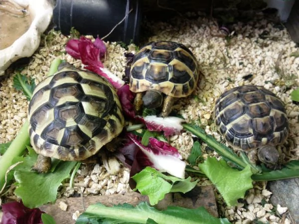 Tartarughe di terra | Foto 0