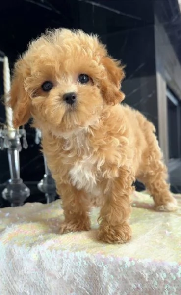 Toy poodle puppies  | Foto 2