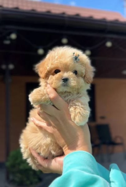 Toy poodle puppies  | Foto 0