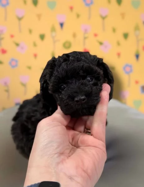 Toy poodle puppies | Foto 2