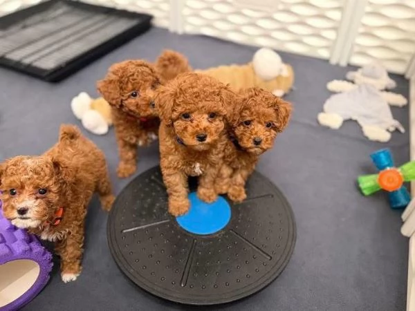 Toy poodle puppies  | Foto 1