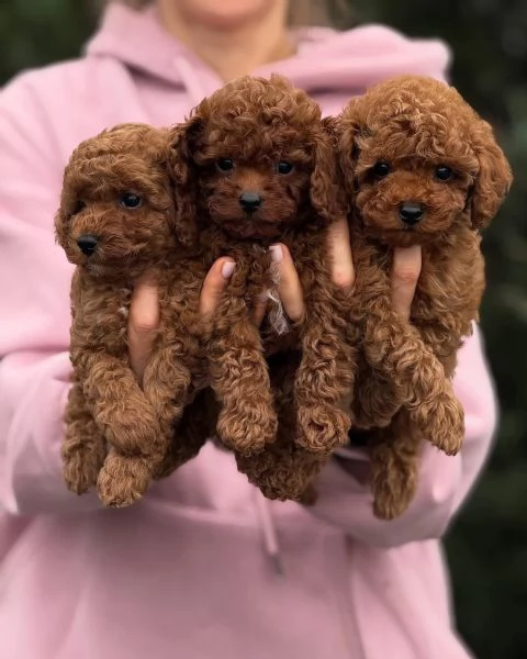 Toy poodle puppies