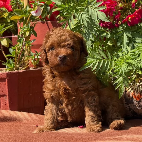 Toy poodle puppies