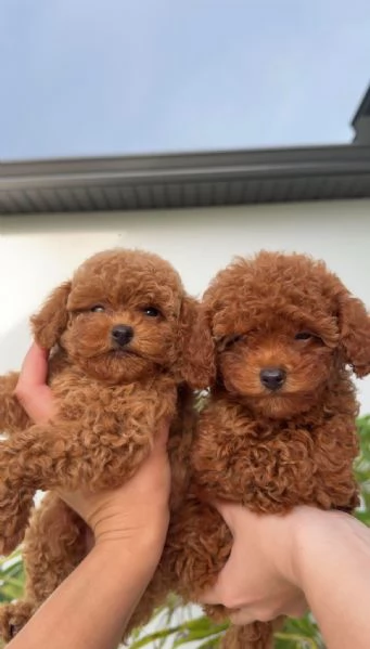 Toy poodle puppies | Foto 0