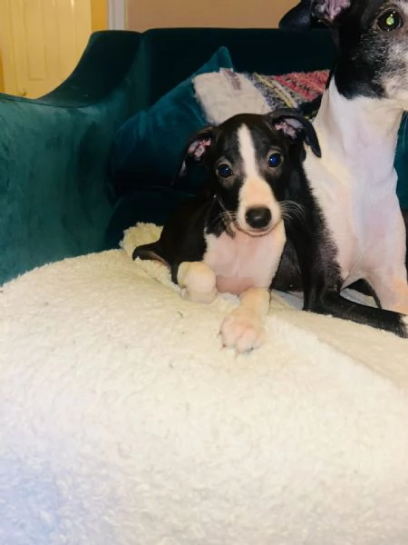 Italian Greyhound  | Foto 1