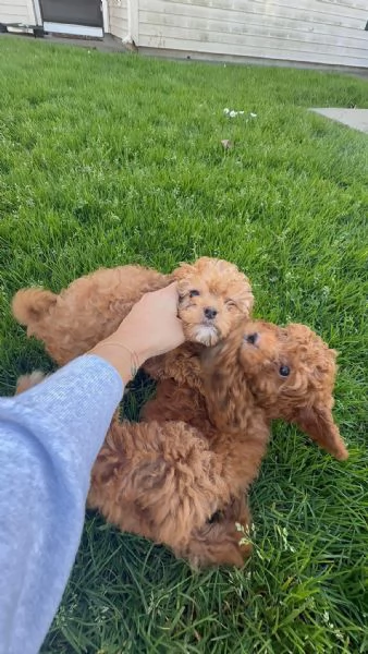 Toy poodle puppies | Foto 0