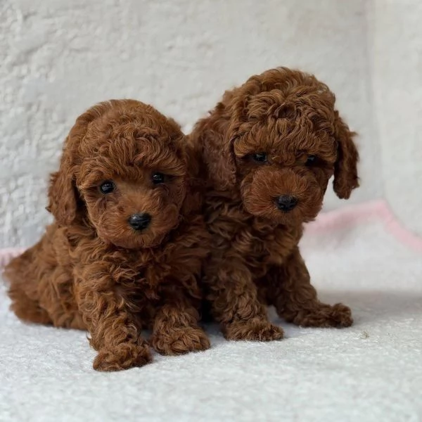 Toy poodle puppies