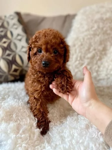 Toy poodle puppies
