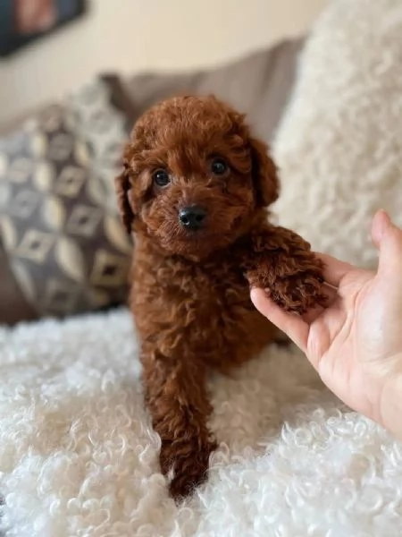 Toy poodle puppies | Foto 0