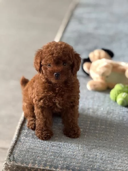 Toy poodle puppies