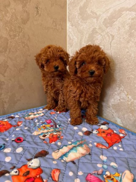 Toy poodle puppies