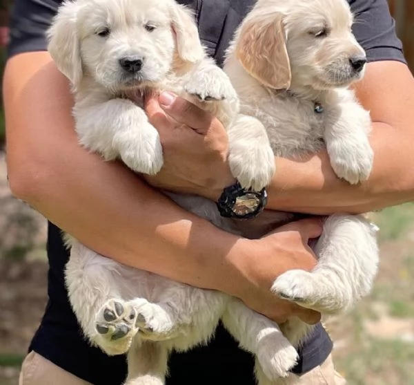 Cucciole golden retriever | Foto 0