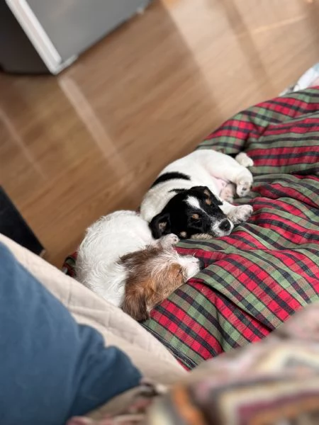 CUCCIOLI DI JACK RUSSEL 