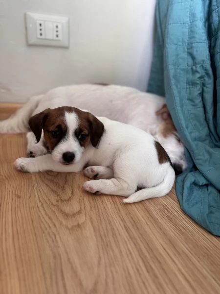CUCCIOLI DI JACK RUSSEL  | Foto 4