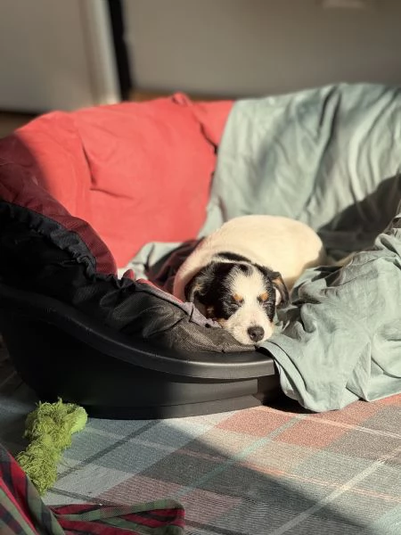 CUCCIOLI DI JACK RUSSEL  | Foto 2