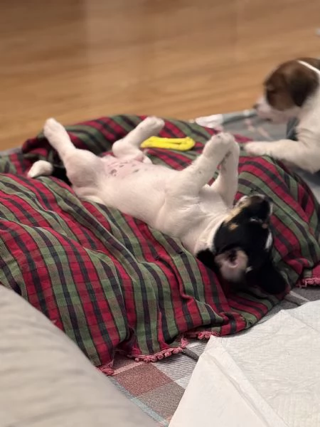 CUCCIOLI DI JACK RUSSEL  | Foto 1