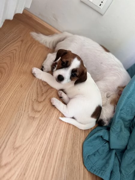 CUCCIOLI DI JACK RUSSEL  | Foto 0