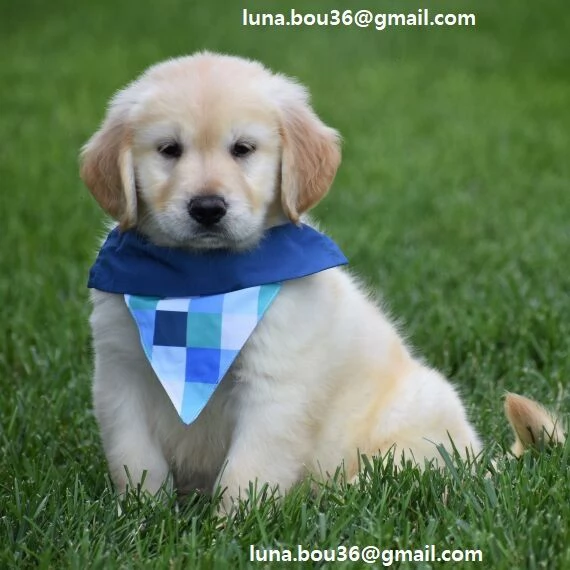 Cuccioli di Golden retriver Disponibili bellissimi cuccioli di Golden taglia standard mantello tipic