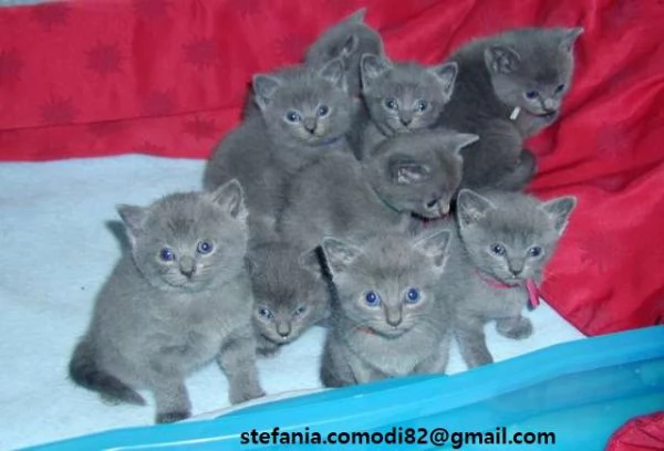  Gattini Certosini in Adozione Cerchiamo famiglie amorevoli per questi splendidi gattini certosini, 