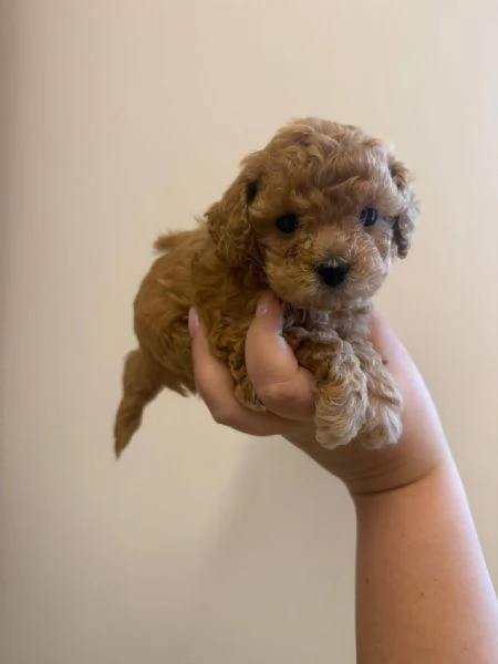 Toy poodle puppies