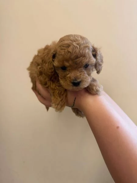 Toy poodle puppies | Foto 2