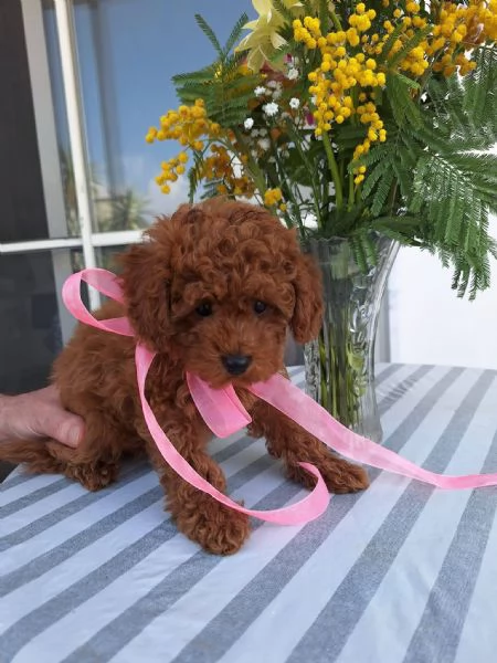 Toy poodle puppies | Foto 1